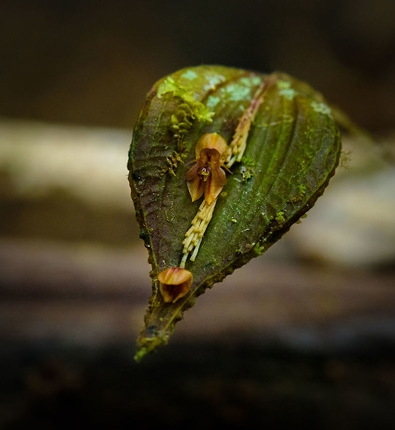 Lepanthes sinuosa, Tatama National Park, Colombia Flower size is 2mm. Cerro Montezuma,Choco,Choc&oacute;,Colombia,Colombia Choco & Pacific region,Lepanthes sinuosa,Montezuma,Sinuous Lepanthes,South America,Tatama National Park,Tatam&aacute; National Park,World