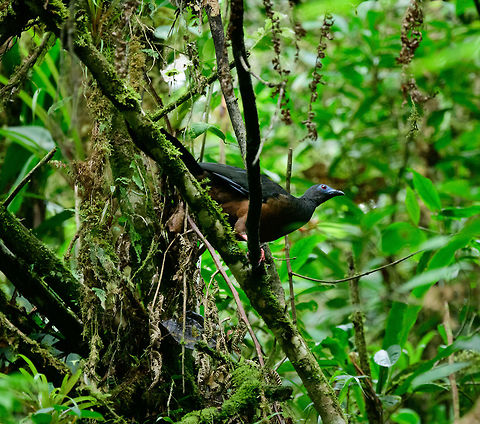 Sickle-winged Guan, Tatama National Park, Colombia Large bird, over 50cm. Described as fairly common in this area, and tame. Can't confirm, we only saw it once in 3 days time, and it immediately tried to escape :) Cerro Montezuma,Chamaepetes goudotii,Choco,Choc&oacute;,Colombia,Colombia Choco & Pacific region,Fall,Geotagged,Montezuma,Sickle-winged guan,South America,Tatama National Park,Tatam&aacute; National Park,World