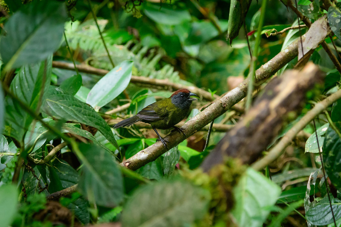 Olive finch, Tatama National Park, Colombia Often found in pairs in the forest understorey. About 15cm in size. Arremon castaneiceps,Cerro Montezuma,Choco,Choc&oacute;,Colombia,Colombia Choco & Pacific region,Fall,Geotagged,Montezuma,Olive finch,South America,Tatama National Park,Tatam&aacute; National Park,World