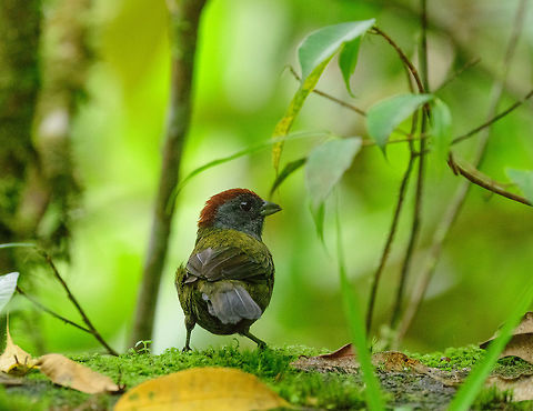 Olive finch - closeup, Tatama National Park, Colombia  Arremon castaneiceps,Cerro Montezuma,Choco,Chocó,Colombia,Colombia Choco & Pacific region,Fall,Geotagged,Montezuma,Olive finch,South America,Tatama National Park,Tatamá National Park,World