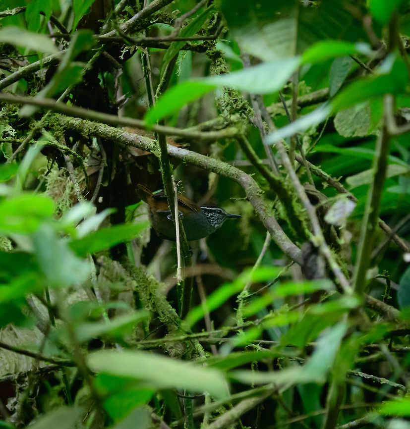 Grey-breasted wood wren, Tatama National Park, Colombia Common in this area but racially complex, it has been split in several species and expectation is that more distinct species need to be described. Cerro Montezuma,Choco,Chocó,Colombia,Colombia Choco & Pacific region,Grey-breasted wood wren,Henicorhina leucophrys,Montezuma,South America,Tatama National Park,Tatamá National Park,World