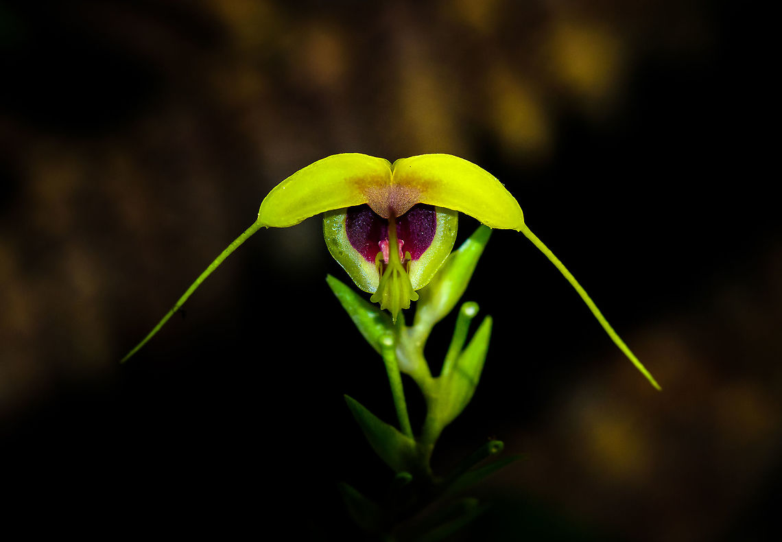 Scaphosepalum grande, Tatama National Park, Colombia  Cerro Montezuma,Choco,Chocó,Colombia,Colombia Choco & Pacific region,Montezuma,Scaphosepalum grande,South America,Tatama National Park,Tatamá National Park,World