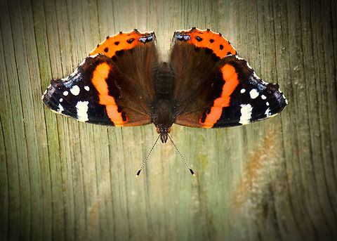 Red Admiral full wings span The Red Admiral is a fairly large butterfly as you can see from its big body and wide wings. Here it is sitting on a fence in our garden. Geotagged,Heesch,Macro,Red Admiral,The Netherlands,Vanessa atalanta