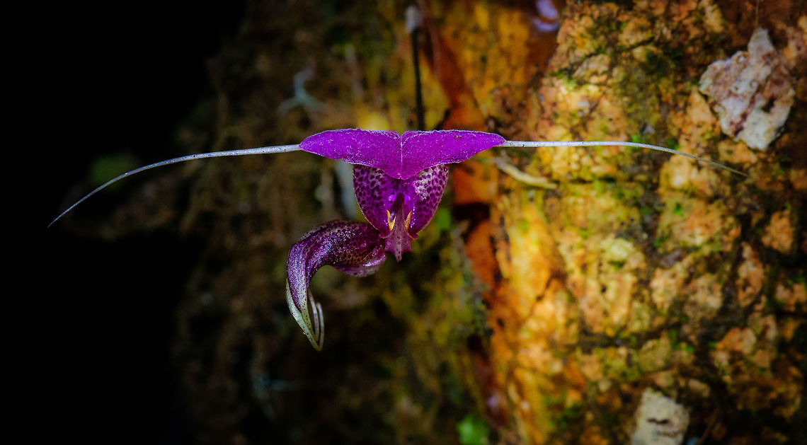 Scaphosepalum swertiifolium, Tatama National Park, Colombia Species confirmed by expert. This orchid comes in a number of color variants, more info here:<br />
<a href="http://www.orchidspecies.com/scaphswertifolium.htm" rel="nofollow">http://www.orchidspecies.com/scaphswertifolium.htm</a> Cerro Montezuma,Choco,Chocó,Colombia,Colombia Choco & Pacific region,Montezuma,Scaphosepalum swertiifolium,South America,Tatama National Park,Tatamá National Park,World