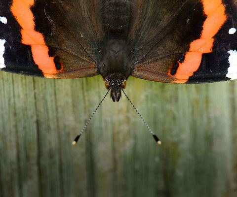 Red Admiral head closeup (top)  Geotagged,Heesch,Macro,Red Admiral,The Netherlands,Vanessa atalanta