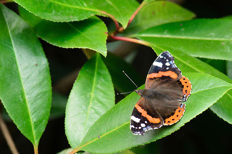 Red Admiral drying wings on leaf  Heesch,Macro,Red Admiral,Vanessa atalanta