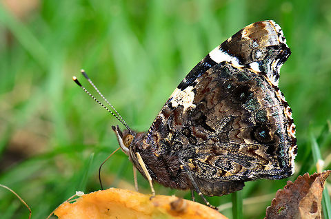 Red Admiral sucking apple dry The Red Admiral looks a lot different with its wings collapsed. Here it is having an apple snack in our garden, the reason it is there in the first place. Red Admirals come into the Netherlands from the south of Europe to raise a new generation here. You have a chance to spot them everywhere between may and november. Geotagged,Heesch,Macro,Red Admiral,The Netherlands,Vanessa atalanta