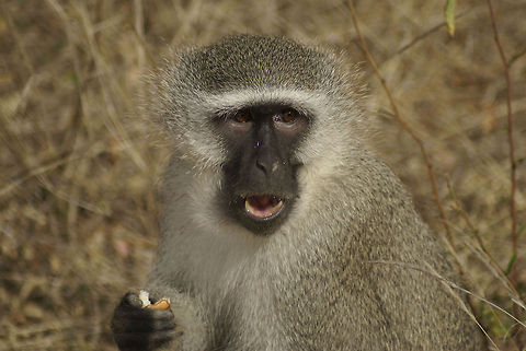 Vervet monkey eating A Vervet monkey, hardly shy from tourists looking for victoms to satify his apetite. Mammals,Monkeys,South Africa,Vervet Monkey