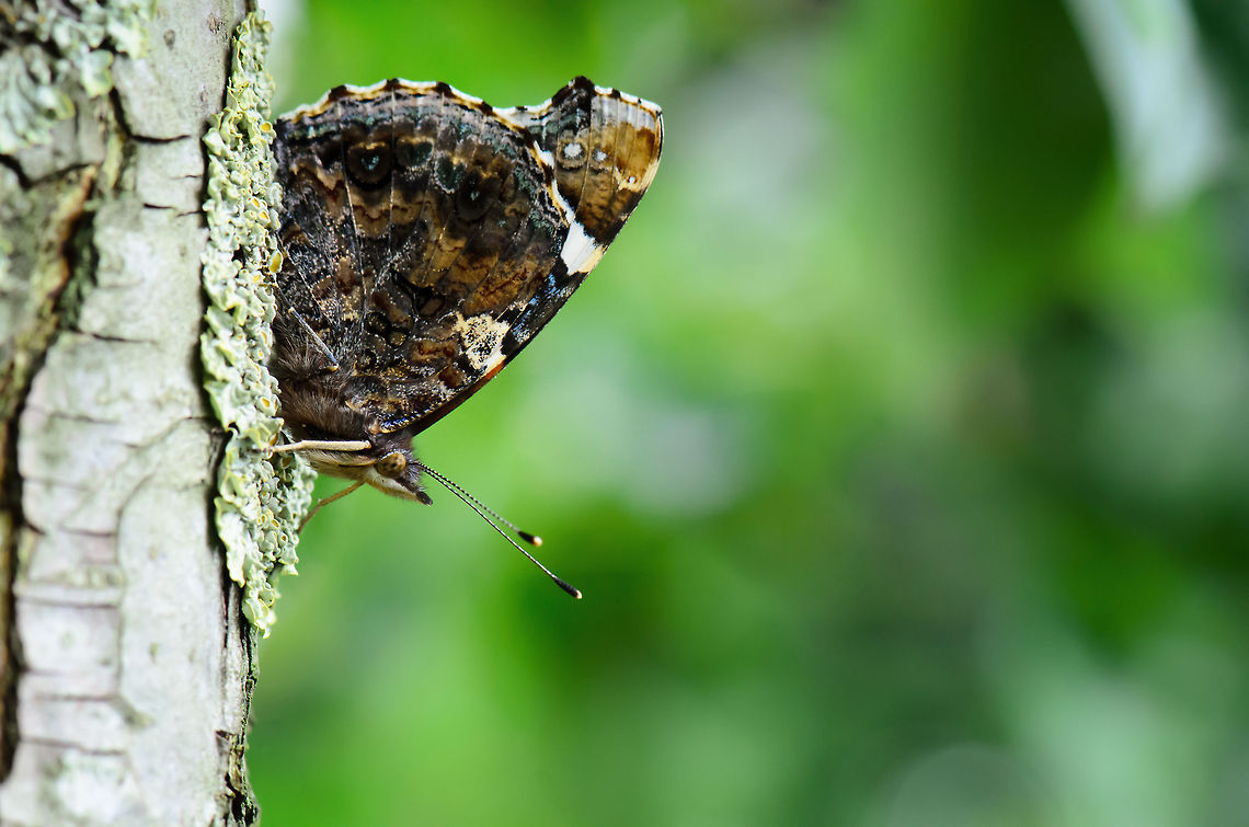 Red Admiral on tree (sideview) This Red Admiral was playful and did not mind me coming closer slowly. It just continued sitting on this tree, occassionally opening its wings to let them dry. Geotagged,Heesch,Macro,Red Admiral,The Netherlands,Vanessa atalanta