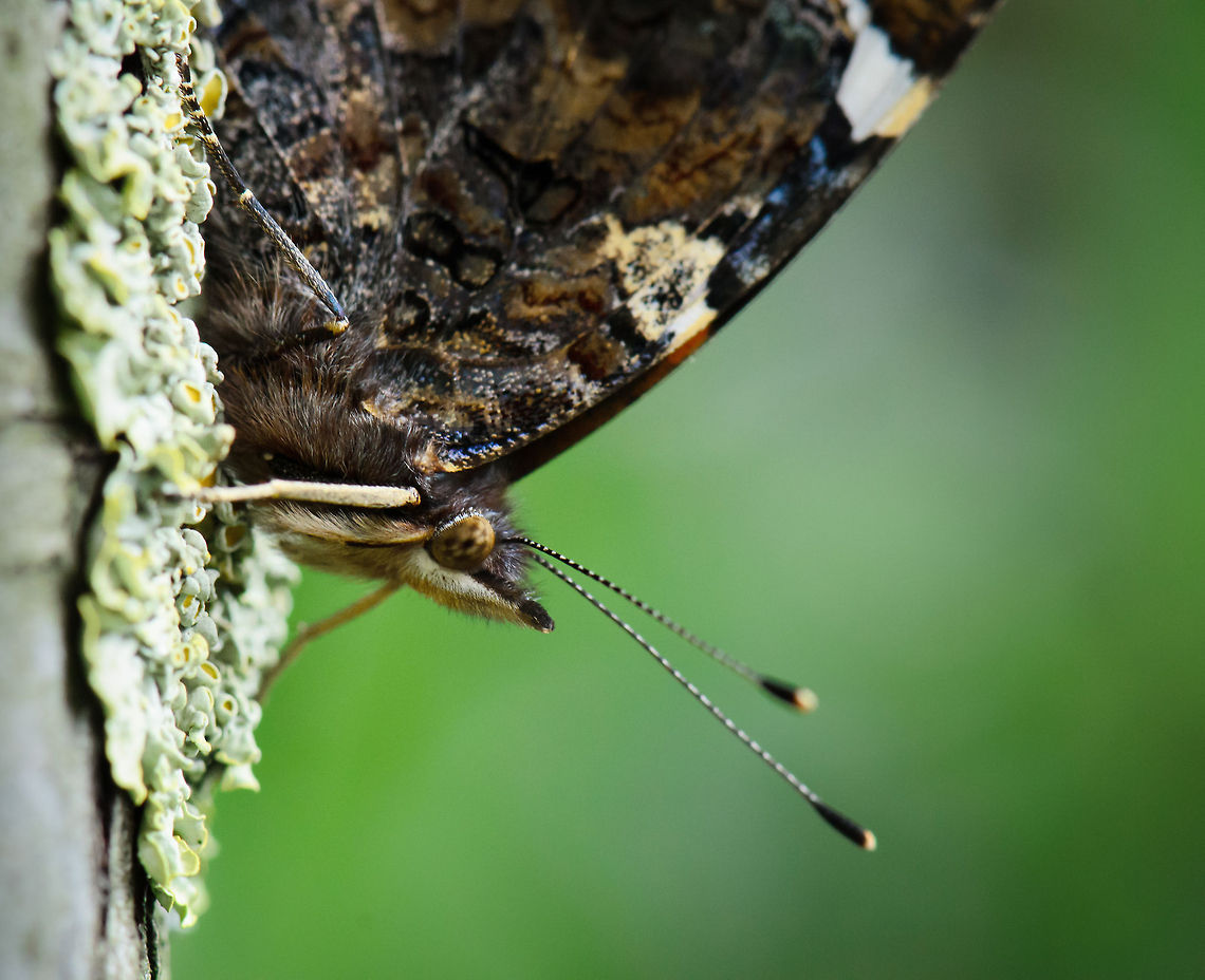 Red Admiral extreme closeup 2/2 This macro of the Red Admiral reveals a mouse-like hairy snout. Distance between my lens and this species was about 10cm. Geotagged,Heesch,Macro,Red Admiral,The Netherlands,Vanessa atalanta