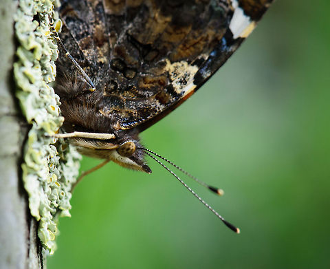Red Admiral extreme closeup 2/2 This macro of the Red Admiral reveals a mouse-like hairy snout. Distance between my lens and this species was about 10cm. Geotagged,Heesch,Macro,Red Admiral,The Netherlands,Vanessa atalanta