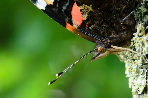Red Admiral extreme closeup 1/2 This macro of the Red Admiral reveals a mouse-like hairy snout. Distance between my lens and this specie was about 10cm. Geotagged,Heesch,Macro,Red Admiral,The Netherlands,Vanessa atalanta