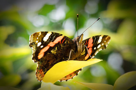 Red Admiral solar panel A Red Admiral in our garden slowly drying its large wings in the late summer sun. Geotagged,Heesch,Macro,Red Admiral,The Netherlands,Vanessa atalanta