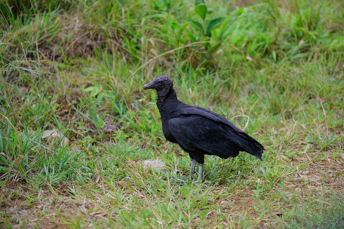 Black Vulture post meal, Tatama National Park, Colombia This black vulture was just standing there not bothered by us when we were close to returning to the lodge after a full day hike. If you zoom into its head, you can see its wet and covered in blood and probably guts. Black Vulture,Cerro Montezuma,Choco,Choc&oacute;,Colombia,Colombia Choco & Pacific region,Coragyps atratus,Montezuma,South America,Tatama National Park,Tatam&aacute; National Park,World