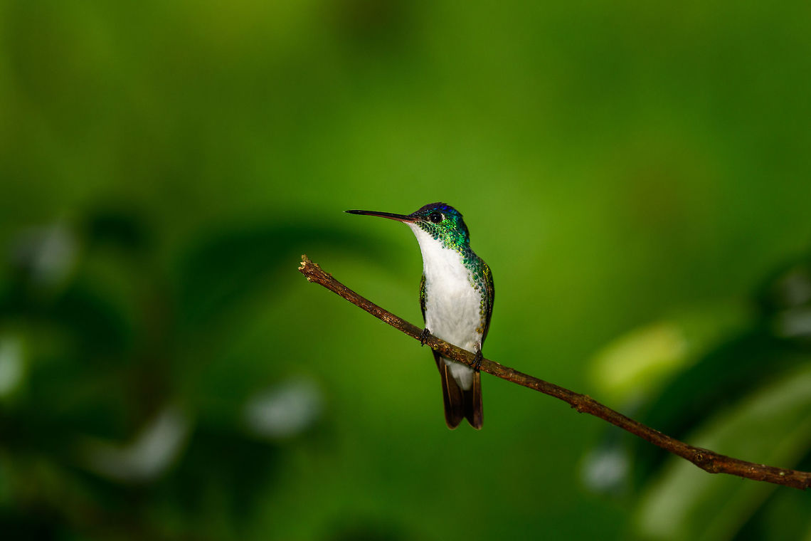 Andean Emerald front view, Tatama National Park, Colombia Photographed at the Montezuma feeders. Agyrtria franciae,Andean emerald,Cerro Montezuma,Choco,Chocó,Colombia,Colombia Choco & Pacific region,Montezuma,South America,Tatama National Park,Tatamá National Park,World