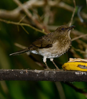 Black-billed thrush, Tatama National Park, Colombia This one made a very brief appearance near the feeders of Montezuma lodge, Colombia. Black-billed thrush,Cerro Montezuma,Choco,Chocó,Colombia,Colombia Choco & Pacific region,Fall,Geotagged,Montezuma,South America,Tatama National Park,Tatamá National Park,Turdus ignobilis,World