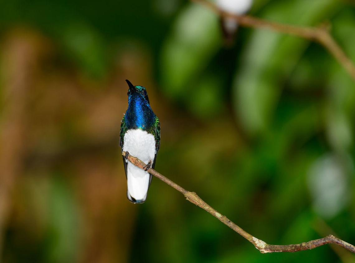 White-necked jacobin - front view, Montezuma, Colombia This is the male. Feeder shot at Montezuma lodge. Cerro Montezuma,Choco,Chocó,Colombia,Colombia Choco & Pacific region,Florisuga mellivora,Montezuma,South America,Tatama National Park,Tatamá National Park,White-necked jacobin,World