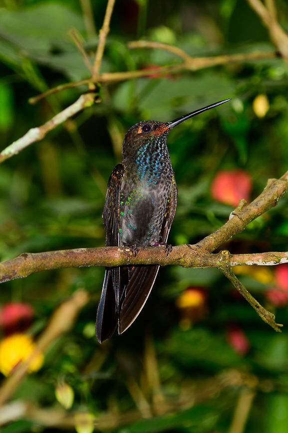 White-tailed hillstar - side view, Tatama National Park, Colombia  Cerro Montezuma,Choco,Chocó,Colombia,Colombia Choco & Pacific region,Fall,Geotagged,Montezuma,South America,Tatama National Park,Tatamá National Park,Urochroa bougueri,White-tailed hillstar,World