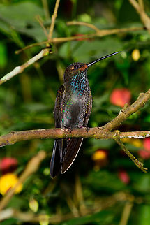 White-tailed hillstar - side view, Tatama National Park, Colombia  Cerro Montezuma,Choco,Choc&oacute;,Colombia,Colombia Choco & Pacific region,Fall,Geotagged,Montezuma,South America,Tatama National Park,Tatam&aacute; National Park,Urochroa bougueri,White-tailed hillstar,World