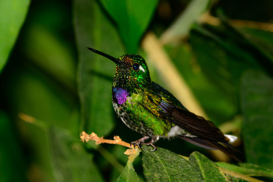 Purple-bibbed whitetip, Tatama National Park, Colombia Weak frontal flashlight reveals insane colors from iridescent feathers, where &quot;white tip&quot; seems the least important detail of the species. Cerro Montezuma,Choco,Chocó,Colombia,Colombia Choco & Pacific region,Fall,Geotagged,Montezuma,Purple-bibbed whitetip,South America,Tatama National Park,Tatamá National Park,Urosticte benjamini,World