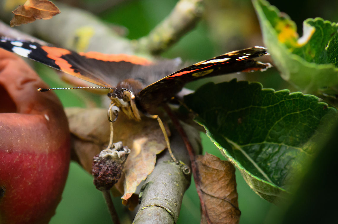Red Admiral curly tongue Last Red Admiral of today :) This has been is captured by my girl Henriette. Note how the butterfly is sticking out its curled tongue. Geotagged,Heesch,Macro,Red Admiral,The Netherlands,Vanessa atalanta