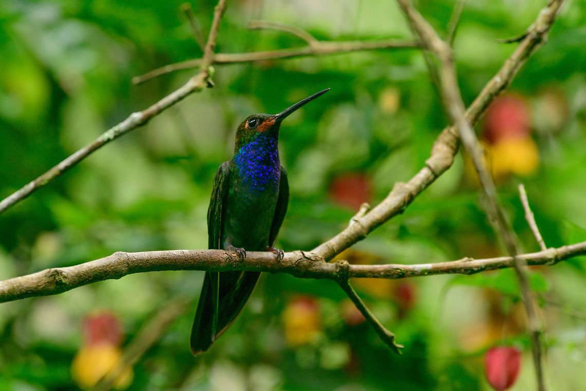 White-tailed hillstar - perched, Tatama National Park, Colombia Flash could not keep up with my shooting rate at the feeder, so I got this accidental one without flash :) Cerro Montezuma,Choco,Chocó,Colombia,Colombia Choco & Pacific region,Fall,Geotagged,Montezuma,South America,Tatama National Park,Tatamá National Park,Urochroa bougueri,White-tailed hillstar,World