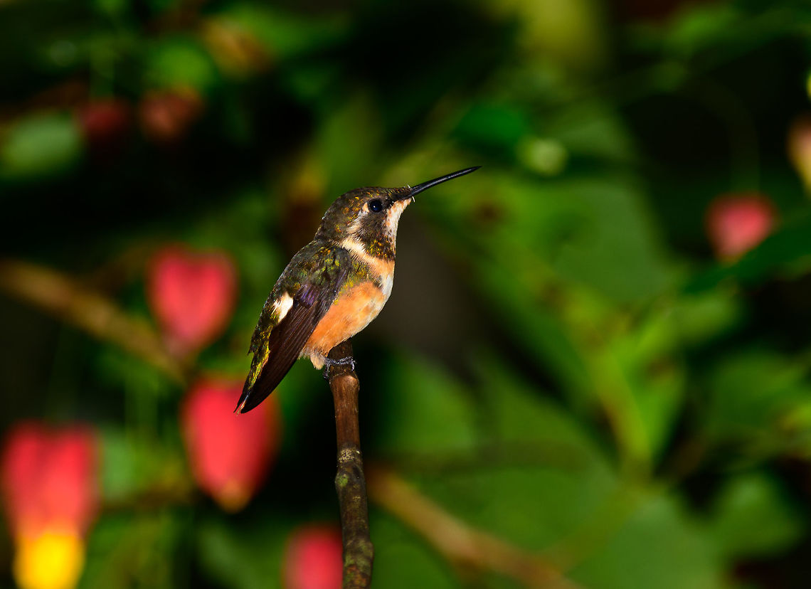 Gorgeted woodstar closeup, Tatama National Park, Colombia Taken at the Montezuma lodge feeders. Cerro Montezuma,Chaetocercus heliodor,Choco,Choc&oacute;,Colombia,Colombia Choco & Pacific region,Gorgeted woodstar,Montezuma,South America,Tatama National Park,Tatam&aacute; National Park,World