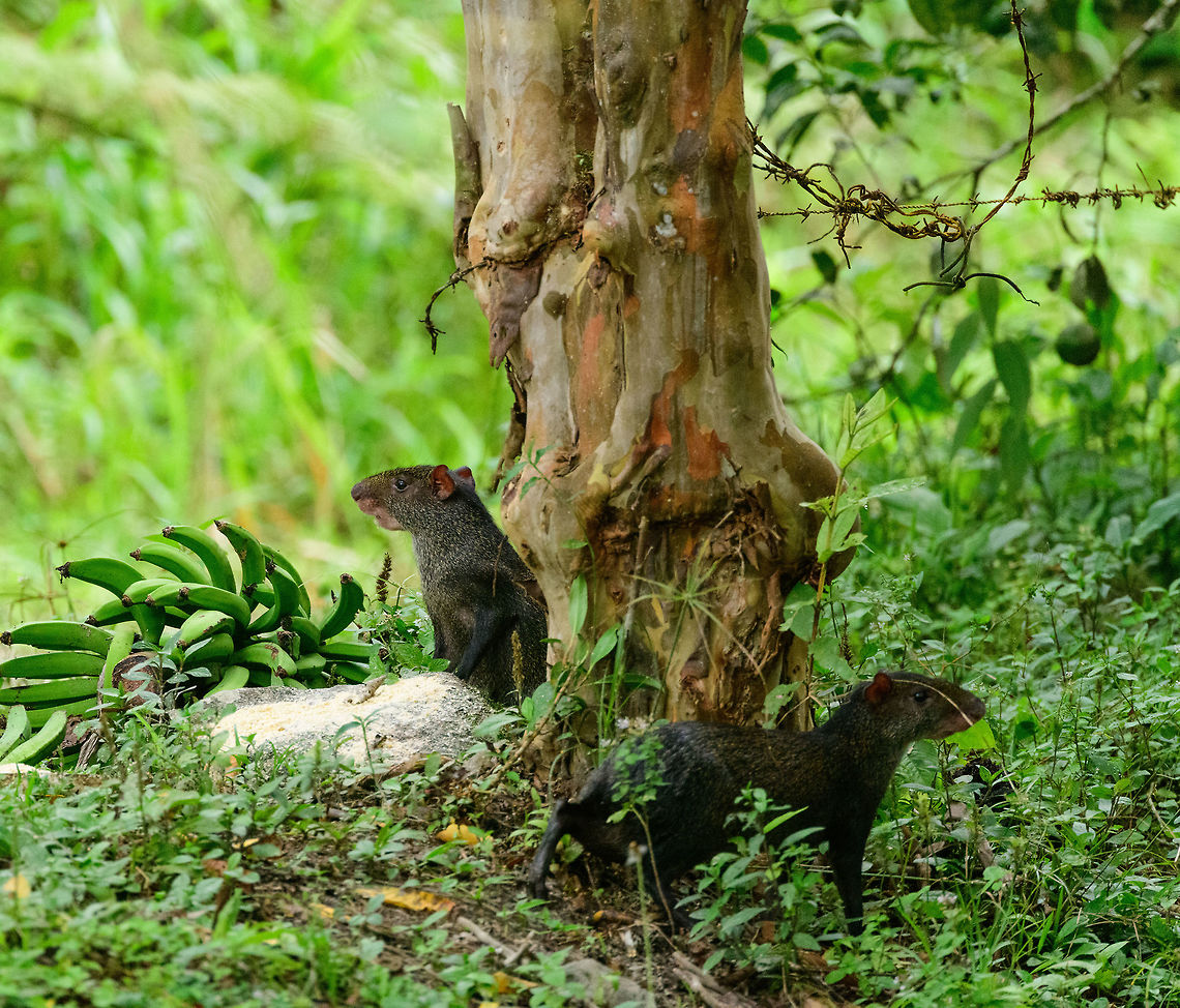 Central American agoutis, Tatama National Park, Colombia Returning from a hike on the 2nd day in Tatama National Park, we again spotted an agouti at the exact same spot, due to them being fed there. Only difference is that now there were two :) Central American agouti,Cerro Montezuma,Choco,Choc&oacute;,Colombia,Colombia Choco & Pacific region,Dasyprocta punctata,Fall,Geotagged,Montezuma,South America,Tatama National Park,Tatam&aacute; National Park,World