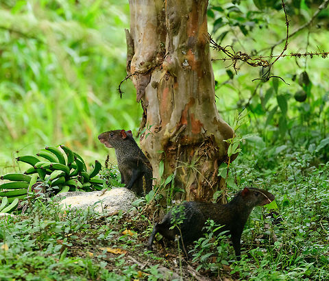 Central American agoutis, Tatama National Park, Colombia Returning from a hike on the 2nd day in Tatama National Park, we again spotted an agouti at the exact same spot, due to them being fed there. Only difference is that now there were two :) Central American agouti,Cerro Montezuma,Choco,Choc&oacute;,Colombia,Colombia Choco & Pacific region,Dasyprocta punctata,Fall,Geotagged,Montezuma,South America,Tatama National Park,Tatam&aacute; National Park,World
