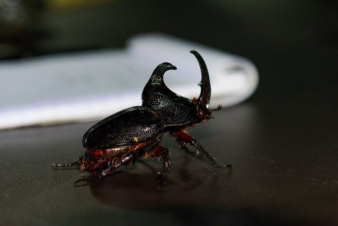 Huge Rhinoceros beetle on table, Montazuma, Colombia This brings back memories. In the background is our notebook where after each day's long hike, we'd spent a good hour noting down the species the best we can. It's not as much fun as it sounds, but since it takes me months to share a full set, it's sorely needed. On this large outside table in Montezuma, as soon as the night falls, you are overwhelmed with a sea of insects attracted to the light. Including this super clumsy flier that keeps bumping into everything.<br />
<br />
Ironically, I don't have a species name for this one.  Cerro Montezuma,Choco,Choc&oacute;,Colombia,Colombia Choco & Pacific region,Enema pan,Montezuma,South America,Tatama National Park,Tatam&aacute; National Park,World