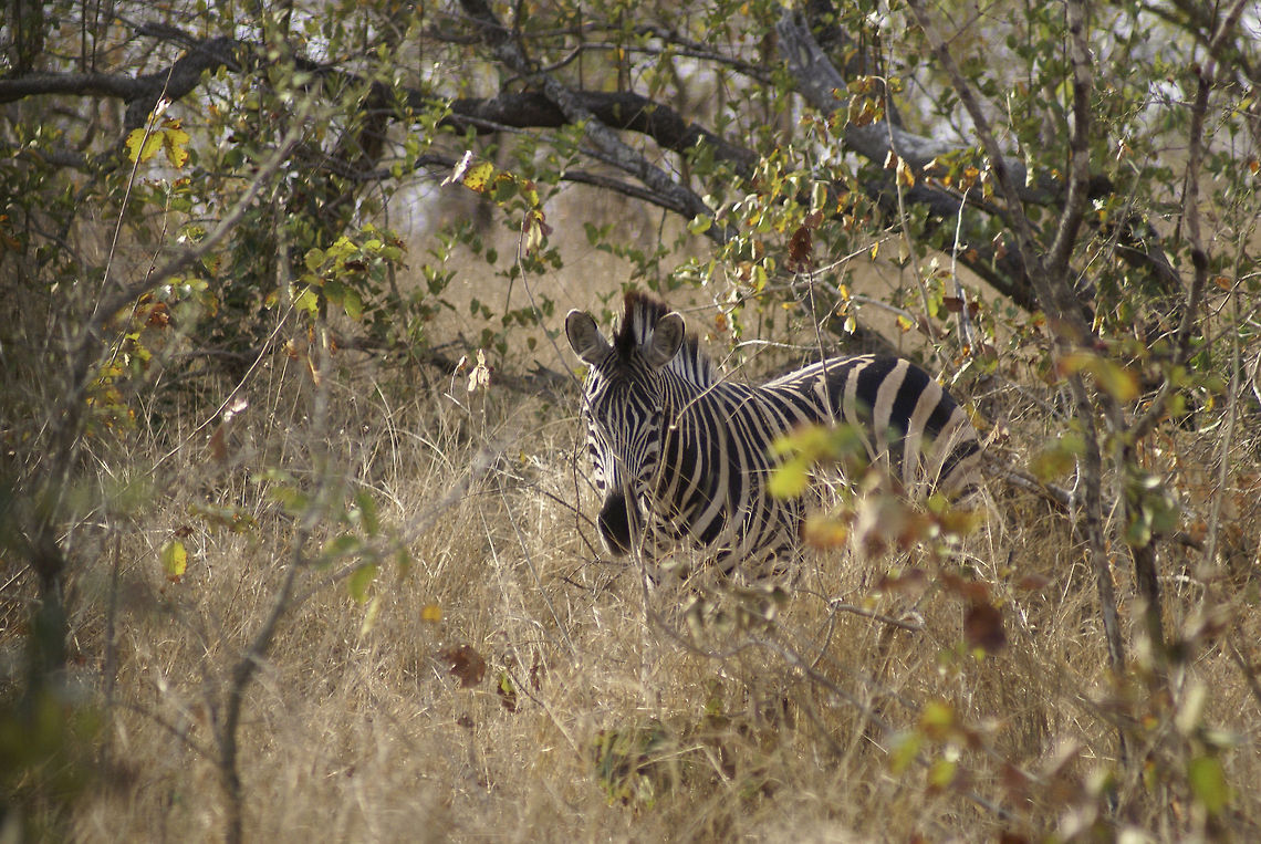 Zebra in the bushes A zebra blends into the bushes in South Africa. Equus quagga,Kruger,Mammalia,Plains Zebra,Zebra