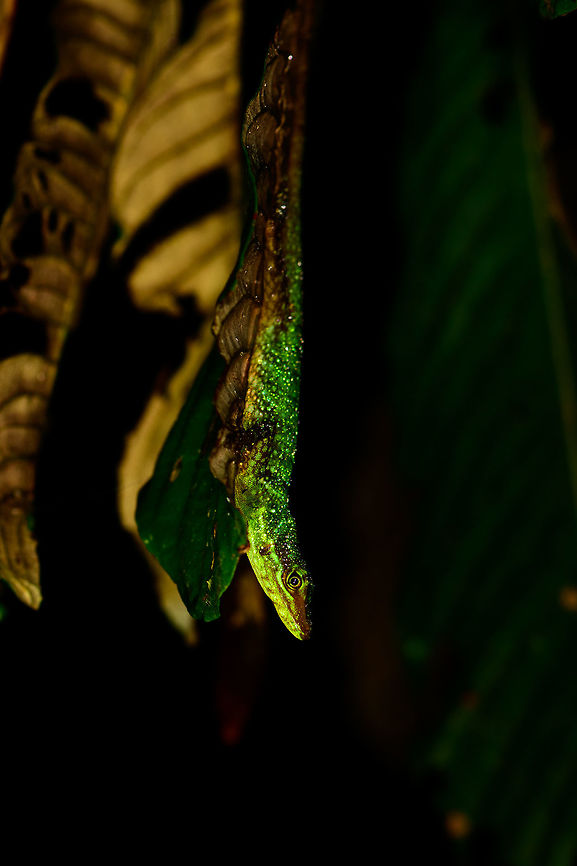 Small green lizard at night, Tatama National Park, Colombia Found at the start of our 2nd night tour in Tatama National Park, Colombia. Cerro Montezuma,Choco,Choc&oacute;,Colombia,Colombia Choco & Pacific region,Montezuma,South America,Tatama National Park,Tatam&aacute; National Park,World