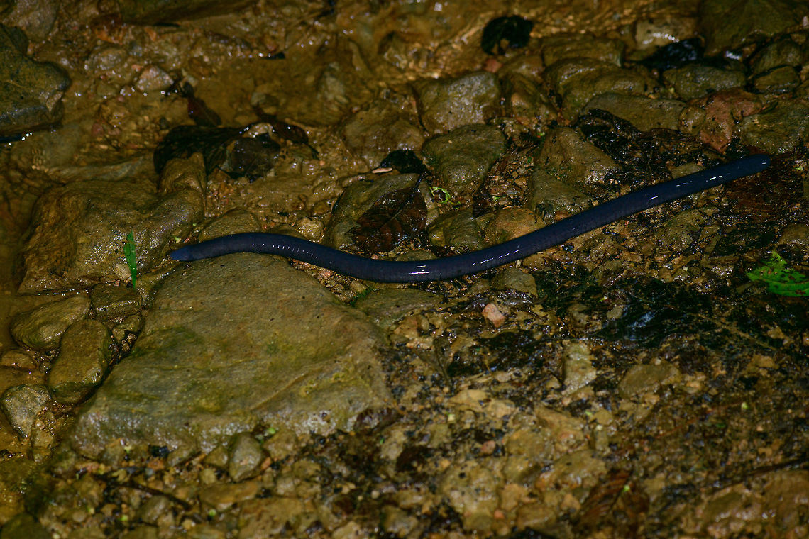 Thompson's caecilian, Tatama National Park, Colombia A unusual find at night on the forest floor of Tatama National Park, Colombia. This is endemic to Colombia and the largest known caecilian in the world, at around 1.5m in length. This one definitely was around that size. <br />
They spent most of their lives below the soil yet occasionally come out and crawl around in snake-like movements, despite being fully blind.<br />
<br />
They are very fast and impossibly strong. Our guide could not hold on to it even with two hands. They even have reinforced skulls to help digg into hard soil. Caecilia thompsoni,Cerro Montezuma,Choco,Chocó,Colombia,Colombia Choco & Pacific region,Montezuma,South America,Tatama National Park,Tatamá National Park,World