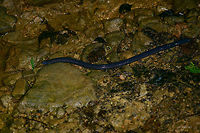 Thompson's caecilian, Tatama National Park, Colombia A unusual find at night on the forest floor of Tatama National Park, Colombia. This is endemic to Colombia and the largest known caecilian in the world, at around 1.5m in length. This one definitely was around that size. <br />
They spent most of their lives below the soil yet occasionally come out and crawl around in snake-like movements, despite being fully blind.<br />
<br />
They are very fast and impossibly strong. Our guide could not hold on to it even with two hands. They even have reinforced skulls to help digg into hard soil. Caecilia thompsoni,Cerro Montezuma,Choco,Choc&oacute;,Colombia,Colombia Choco & Pacific region,Montezuma,South America,Tatama National Park,Tatam&aacute; National Park,World