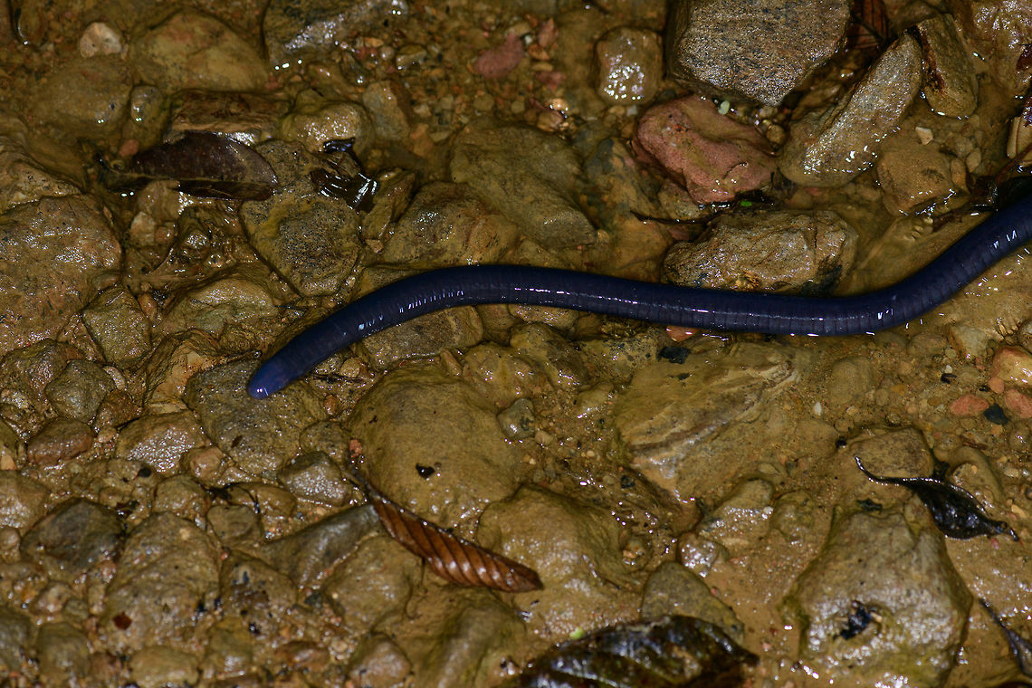 Thompson's caecilian - closeup, Tatama National Park, Colombia  Caecilia thompsoni,Cerro Montezuma,Choco,Choc&oacute;,Colombia,Colombia Choco & Pacific region,Montezuma,Rio Lita Caecilian,South America,Tatama National Park,Tatam&aacute; National Park,Thompson's caecilian,World