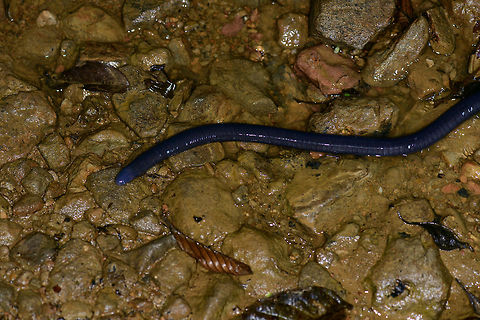Thompson's caecilian - closeup, Tatama National Park, Colombia  Caecilia thompsoni,Cerro Montezuma,Choco,Chocó,Colombia,Colombia Choco & Pacific region,Montezuma,Rio Lita Caecilian,South America,Tatama National Park,Tatamá National Park,Thompson's caecilian,World