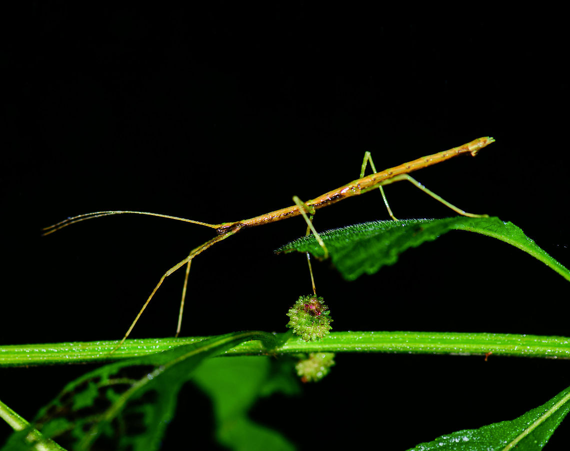 Phasmid on the move, Tatama National Park, Colombia Found at night.  Cerro Montezuma,Choco,Chocó,Colombia,Colombia Choco & Pacific region,Montezuma,South America,Tatama National Park,Tatamá National Park,World