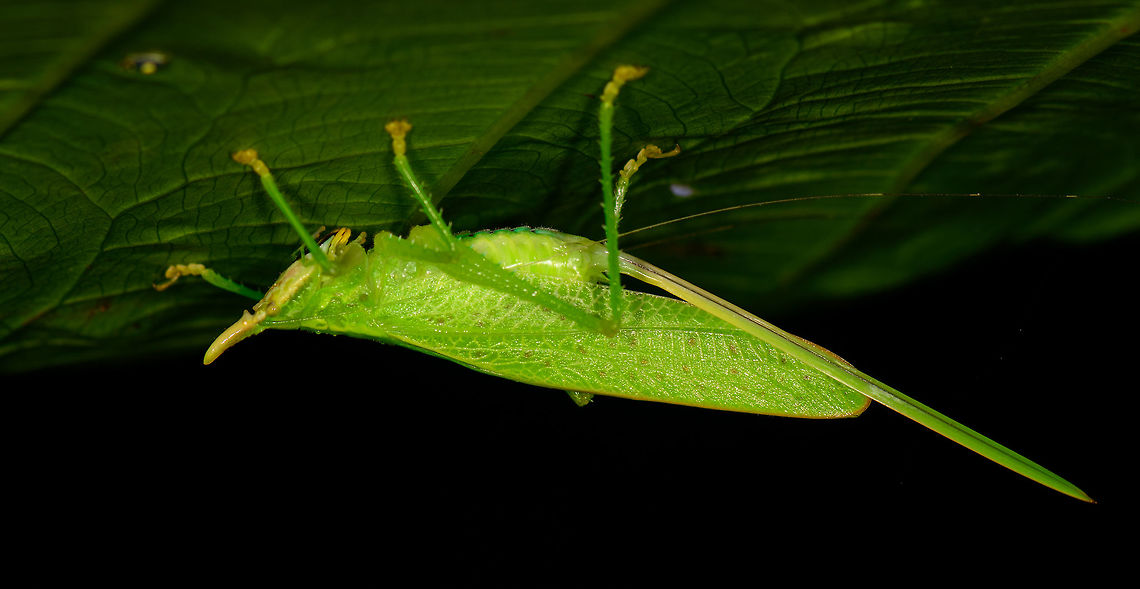 Katydid with horn, Tatama National Park, Colombia Conocephalinae sp. Cerro Montezuma,Choco,Chocó,Colombia,Colombia Choco & Pacific region,Fall,Geotagged,Montezuma,South America,Tatama National Park,Tatamá National Park,World