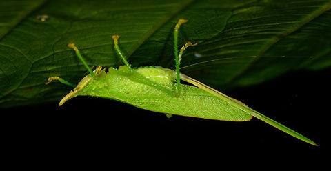 Katydid with horn, Tatama National Park, Colombia Conocephalinae sp. Cerro Montezuma,Choco,Chocó,Colombia,Colombia Choco & Pacific region,Fall,Geotagged,Montezuma,South America,Tatama National Park,Tatamá National Park,World