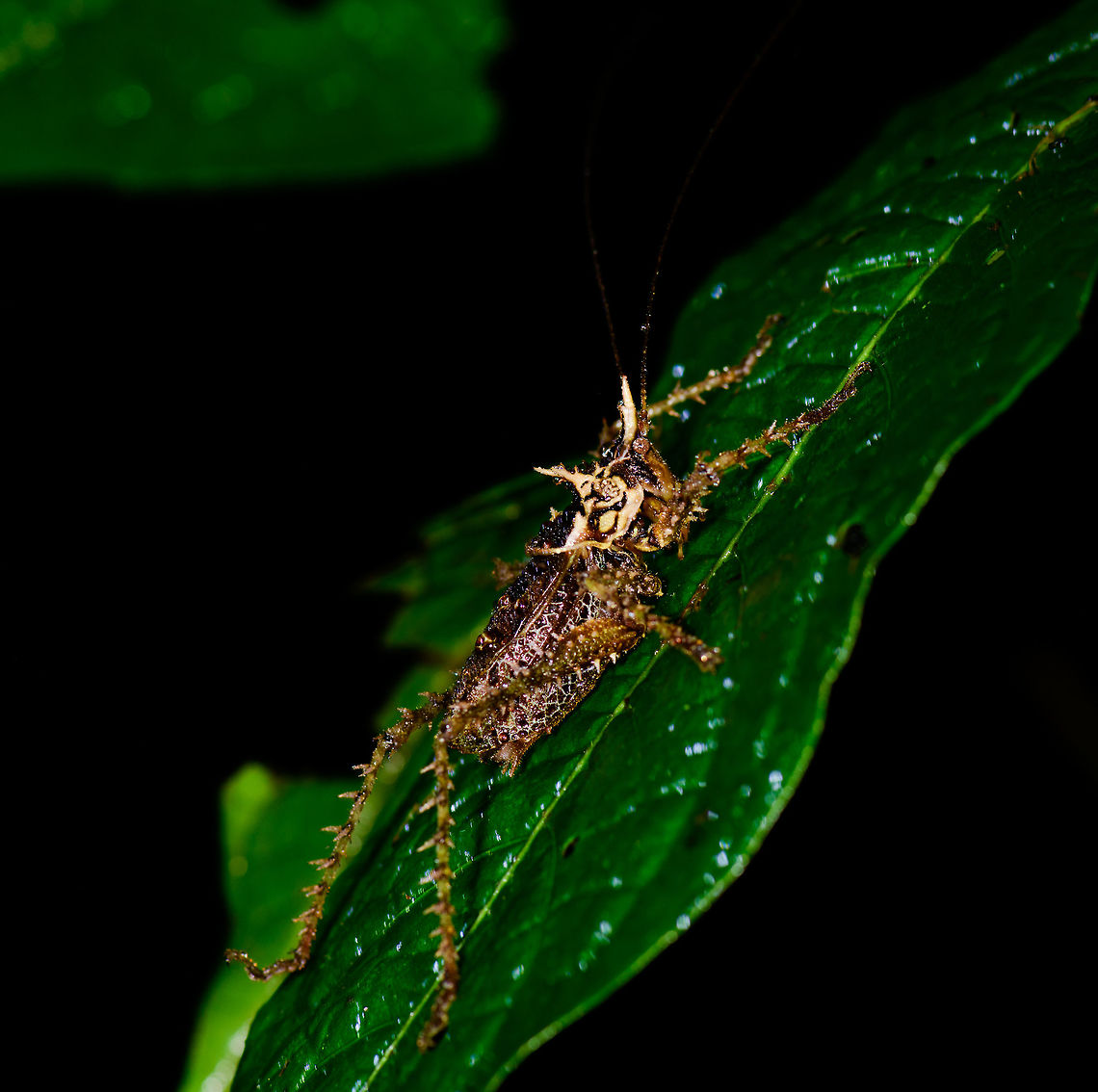 Heavily spiked katydid - side view, Tatama National Park, Colombia Crazy appearance on this one. I haven't seen anything like it yet, and can't find anything online that looks like this either. Note the heavily spiked legs, yet also the armor-like appendage near the head. Top view and head closeup:<br />
<figure class="photo"><a href="https://www.jungledragon.com/image/56854/heavily_spiked_katydid_-_top_view_tatama_national_park_colombia.html" title="Heavily spiked katydid - top view, Tatama National Park, Colombia"><img src="https://s3.amazonaws.com/media.jungledragon.com/images/2/56854_thumb.jpg?AWSAccessKeyId=05GMT0V3GWVNE7GGM1R2&Expires=1759968010&Signature=s7qCK9yDq%2FB5pzLYZyIo72O%2FCUg%3D" width="200" height="158" alt="Heavily spiked katydid - top view, Tatama National Park, Colombia Crazy appearance on this one. I haven't seen anything like it yet, and can't find anything online that looks like this either. Note the heavily spiked legs, yet also the armor-like appendage near the head. Side view and head closeup:<br />
https://www.jungledragon.com/image/56853/heavily_spiked_katydid_-_side_view_tatama_national_park_colombia.html<br />
https://www.jungledragon.com/image/56855/heavily_spiked_katydid_-_head_tatama_national_park_colombia.html Cerro Montezuma,Choco,Chocó,Colombia,Colombia Choco & Pacific region,Montezuma,South America,Tatama National Park,Tatamá National Park,World" /></a></figure><br />
<figure class="photo"><a href="https://www.jungledragon.com/image/56855/heavily_spiked_katydid_-_head_tatama_national_park_colombia.html" title="Heavily spiked katydid - head, Tatama National Park, Colombia"><img src="https://s3.amazonaws.com/media.jungledragon.com/images/2/56855_thumb.jpg?AWSAccessKeyId=05GMT0V3GWVNE7GGM1R2&Expires=1759968010&Signature=1mLcBPh3%2BHjpgu%2BdNWCtHdgWupA%3D" width="152" height="152" alt="Heavily spiked katydid - head, Tatama National Park, Colombia Crazy appearance on this one. I haven't seen anything like it yet, and can't find anything online that looks like this either. Note the heavily spiked legs, yet also the armor-like appendage near the head. Side view and top view:<br />
https://www.jungledragon.com/image/56853/heavily_spiked_katydid_-_side_view_tatama_national_park_colombia.html<br />
https://www.jungledragon.com/image/56854/heavily_spiked_katydid_-_top_view_tatama_national_park_colombia.html Cerro Montezuma,Choco,Chocó,Colombia,Colombia Choco & Pacific region,Montezuma,South America,Tatama National Park,Tatamá National Park,World" /></a></figure><br />
<br />
Update: A Colombian expert suggests it's a lichen katydid, but can't bring it down to a single species. Check out this other lichen katydid here:<br />
<br />
<section class="video"><iframe width="448" height="282" src="https://www.youtube-nocookie.com/embed/ldrn6sEXSgo?hd=1&autoplay=0&rel=0" frameborder="0" allowfullscreen></iframe></section> Cerro Montezuma,Choco,Chocó,Colombia,Colombia Choco & Pacific region,Montezuma,South America,Tatama National Park,Tatamá National Park,World