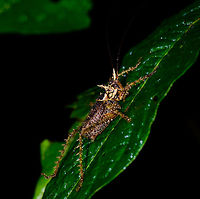 Heavily spiked katydid - side view, Tatama National Park, Colombia Crazy appearance on this one. I haven't seen anything like it yet, and can't find anything online that looks like this either. Note the heavily spiked legs, yet also the armor-like appendage near the head. Top view and head closeup:<br />
https://www.jungledragon.com/image/56854/heavily_spiked_katydid_-_top_view_tatama_national_park_colombia.html<br />
https://www.jungledragon.com/image/56855/heavily_spiked_katydid_-_head_tatama_national_park_colombia.html<br />
<br />
Update: A Colombian expert suggests it's a lichen katydid, but can't bring it down to a single species. Check out this other lichen katydid here:<br />
<br />
https://youtu.be/ldrn6sEXSgo Cerro Montezuma,Choco,Chocó,Colombia,Colombia Choco & Pacific region,Montezuma,South America,Tatama National Park,Tatamá National Park,World