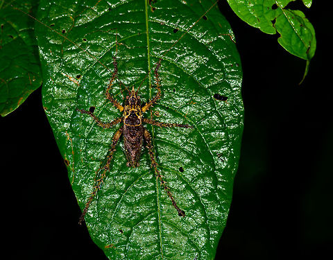 Heavily spiked katydid - top view, Tatama National Park, Colombia Crazy appearance on this one. I haven't seen anything like it yet, and can't find anything online that looks like this either. Note the heavily spiked legs, yet also the armor-like appendage near the head. Side view and head closeup:
https://www.jungledragon.com/image/56853/heavily_spiked_katydid_-_side_view_tatama_national_park_colombia.html
https://www.jungledragon.com/image/56855/heavily_spiked_katydid_-_head_tatama_national_park_colombia.html Cerro Montezuma,Choco,Chocó,Colombia,Colombia Choco & Pacific region,Montezuma,South America,Tatama National Park,Tatamá National Park,World