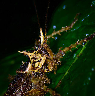 Heavily spiked katydid - head, Tatama National Park, Colombia Crazy appearance on this one. I haven't seen anything like it yet, and can't find anything online that looks like this either. Note the heavily spiked legs, yet also the armor-like appendage near the head. Side view and top view:
https://www.jungledragon.com/image/56853/heavily_spiked_katydid_-_side_view_tatama_national_park_colombia.html
https://www.jungledragon.com/image/56854/heavily_spiked_katydid_-_top_view_tatama_national_park_colombia.html Cerro Montezuma,Choco,Chocó,Colombia,Colombia Choco & Pacific region,Montezuma,South America,Tatama National Park,Tatamá National Park,World