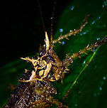 Heavily spiked katydid - head, Tatama National Park, Colombia Crazy appearance on this one. I haven't seen anything like it yet, and can't find anything online that looks like this either. Note the heavily spiked legs, yet also the armor-like appendage near the head. Side view and top view:<br />
https://www.jungledragon.com/image/56853/heavily_spiked_katydid_-_side_view_tatama_national_park_colombia.html<br />
https://www.jungledragon.com/image/56854/heavily_spiked_katydid_-_top_view_tatama_national_park_colombia.html Cerro Montezuma,Choco,Chocó,Colombia,Colombia Choco & Pacific region,Montezuma,South America,Tatama National Park,Tatamá National Park,World