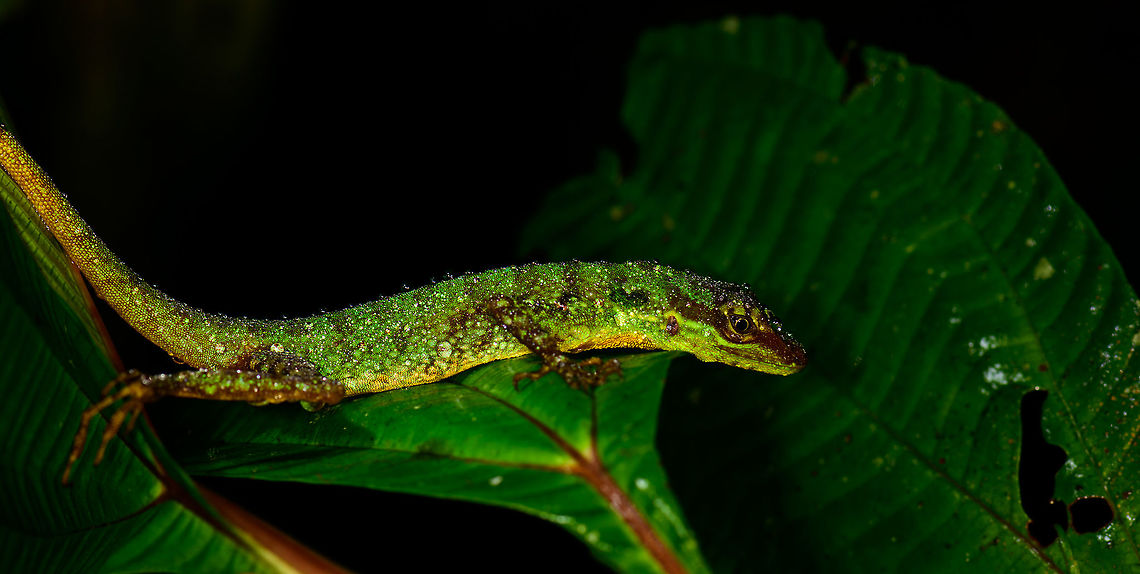 Small lizard at night, Tatama National Park, Colombia Note the dew on its body, it&#039;s probably cold and therefore was not in the mood to flee. Will ask an expert for help with the species.<br />
<figure class="photo"><a href="https://www.jungledragon.com/image/56859/small_lizard_at_night_-_sleeping_tatama_national_park_colombia.html" title="Small lizard at night - sleeping, Tatama National Park, Colombia"><img src="https://s3.amazonaws.com/media.jungledragon.com/images/2/56859_thumb.jpg?AWSAccessKeyId=05GMT0V3GWVNE7GGM1R2&Expires=1759968010&Signature=tWsE4hdia3EM5aAAtEe9DT4LhTc%3D" width="200" height="174" alt="Small lizard at night - sleeping, Tatama National Park, Colombia JungleDragons need sleep too! Note the dew on its body, it&#039;s probably cold and therefore was not in the mood to flee. Will ask an expert for help with the species. Closeup:<br />
https://www.jungledragon.com/image/56860/small_lizard_at_night_-_sleeping_closeup_tatama_national_park_colombia.html<br />
https://www.jungledragon.com/image/56858/small_lizard_at_night_tatama_national_park_colombia.html Cerro Montezuma,Choco,Choc&oacute;,Colombia,Colombia Choco &amp; Pacific region,Montezuma,South America,Tatama National Park,Tatam&aacute; National Park,World" /></a></figure><br />
<figure class="photo"><a href="https://www.jungledragon.com/image/56860/small_lizard_at_night_-_sleeping_closeup_tatama_national_park_colombia.html" title="Small lizard at night - sleeping closeup, Tatama National Park, Colombia"><img src="https://s3.amazonaws.com/media.jungledragon.com/images/2/56860_thumb.jpg?AWSAccessKeyId=05GMT0V3GWVNE7GGM1R2&Expires=1759968010&Signature=m7J2s%2FI9s1wtKYo63HqqeQ8jVf4%3D" width="200" height="180" alt="Small lizard at night - sleeping closeup, Tatama National Park, Colombia JungleDragons need sleep too! Note the dew on its body, it&#039;s probably cold and therefore was not in the mood to flee. Will ask an expert for help with the species. <br />
https://www.jungledragon.com/image/56859/small_lizard_at_night_-_sleeping_tatama_national_park_colombia.html<br />
https://www.jungledragon.com/image/56858/small_lizard_at_night_tatama_national_park_colombia.html Cerro Montezuma,Choco,Choc&oacute;,Colombia,Colombia Choco &amp; Pacific region,Montezuma,South America,Tatama National Park,Tatam&aacute; National Park,World" /></a></figure> Cerro Montezuma,Choco,Chocó,Colombia,Colombia Choco & Pacific region,Fall,Geotagged,Montezuma,South America,Tatama National Park,Tatamá National Park,World