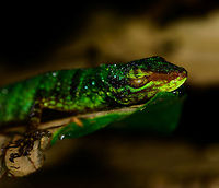 Small lizard at night - sleeping, Tatama National Park, Colombia JungleDragons need sleep too! Note the dew on its body, it's probably cold and therefore was not in the mood to flee. Will ask an expert for help with the species. Closeup:<br />
https://www.jungledragon.com/image/56860/small_lizard_at_night_-_sleeping_closeup_tatama_national_park_colombia.html<br />
https://www.jungledragon.com/image/56858/small_lizard_at_night_tatama_national_park_colombia.html Cerro Montezuma,Choco,Chocó,Colombia,Colombia Choco & Pacific region,Montezuma,South America,Tatama National Park,Tatamá National Park,World