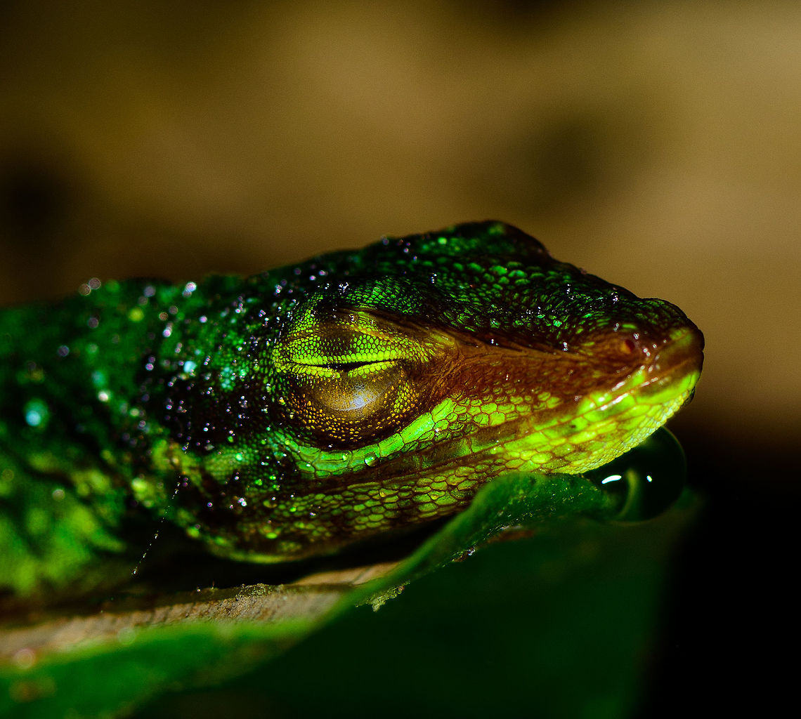 Small lizard at night - sleeping closeup, Tatama National Park, Colombia JungleDragons need sleep too! Note the dew on its body, it's probably cold and therefore was not in the mood to flee. Will ask an expert for help with the species. <br />
<figure class="photo"><a href="https://www.jungledragon.com/image/56859/small_lizard_at_night_-_sleeping_tatama_national_park_colombia.html" title="Small lizard at night - sleeping, Tatama National Park, Colombia"><img src="https://s3.amazonaws.com/media.jungledragon.com/images/2/56859_thumb.jpg?AWSAccessKeyId=05GMT0V3GWVNE7GGM1R2&Expires=1769040010&Signature=3NM7irLkPhN%2B7kkPpW40ULS13hY%3D" width="200" height="174" alt="Small lizard at night - sleeping, Tatama National Park, Colombia JungleDragons need sleep too! Note the dew on its body, it's probably cold and therefore was not in the mood to flee. Will ask an expert for help with the species. Closeup:<br />
https://www.jungledragon.com/image/56860/small_lizard_at_night_-_sleeping_closeup_tatama_national_park_colombia.html<br />
https://www.jungledragon.com/image/56858/small_lizard_at_night_tatama_national_park_colombia.html Cerro Montezuma,Choco,Choc&oacute;,Colombia,Colombia Choco &amp; Pacific region,Montezuma,South America,Tatama National Park,Tatam&aacute; National Park,World" /></a></figure><br />
<figure class="photo"><a href="https://www.jungledragon.com/image/56858/small_lizard_at_night_tatama_national_park_colombia.html" title="Small lizard at night, Tatama National Park, Colombia"><img src="https://s3.amazonaws.com/media.jungledragon.com/images/2/56858_thumb.jpg?AWSAccessKeyId=05GMT0V3GWVNE7GGM1R2&Expires=1769040010&Signature=%2FGwIXJQ3ZhmvAz9lj24UQFfL5AE%3D" width="200" height="102" alt="Small lizard at night, Tatama National Park, Colombia Note the dew on its body, it's probably cold and therefore was not in the mood to flee. Will ask an expert for help with the species.<br />
https://www.jungledragon.com/image/56859/small_lizard_at_night_-_sleeping_tatama_national_park_colombia.html<br />
https://www.jungledragon.com/image/56860/small_lizard_at_night_-_sleeping_closeup_tatama_national_park_colombia.html Cerro Montezuma,Choco,Choc&oacute;,Colombia,Colombia Choco &amp; Pacific region,Fall,Geotagged,Montezuma,South America,Tatama National Park,Tatam&aacute; National Park,World" /></a></figure> Cerro Montezuma,Choco,Choc&oacute;,Colombia,Colombia Choco & Pacific region,Montezuma,South America,Tatama National Park,Tatam&aacute; National Park,World