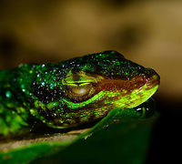 Small lizard at night - sleeping closeup, Tatama National Park, Colombia JungleDragons need sleep too! Note the dew on its body, it's probably cold and therefore was not in the mood to flee. Will ask an expert for help with the species. <br />
https://www.jungledragon.com/image/56859/small_lizard_at_night_-_sleeping_tatama_national_park_colombia.html<br />
https://www.jungledragon.com/image/56858/small_lizard_at_night_tatama_national_park_colombia.html Cerro Montezuma,Choco,Choc&oacute;,Colombia,Colombia Choco & Pacific region,Montezuma,South America,Tatama National Park,Tatam&aacute; National Park,World