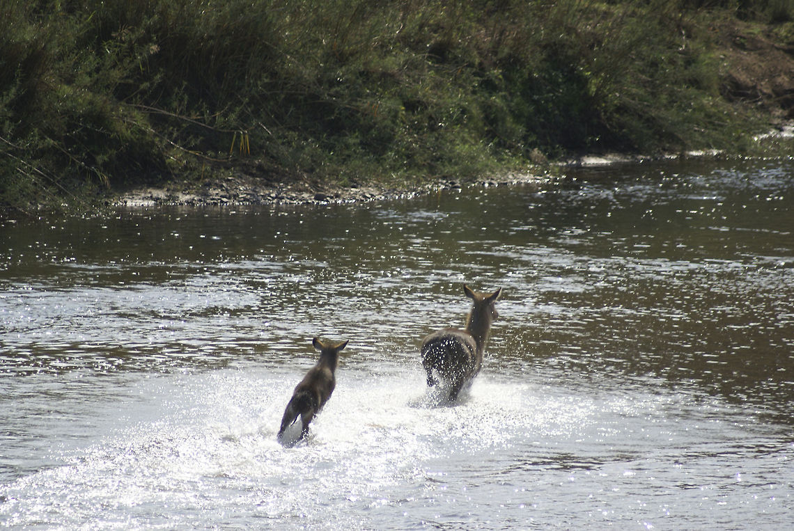 Female waterbuck and baby running the river These waterbucks are on their way to meet their husband and father. Kobus ellipsiprymnus,Mammals,South Africa,Waterbuck
