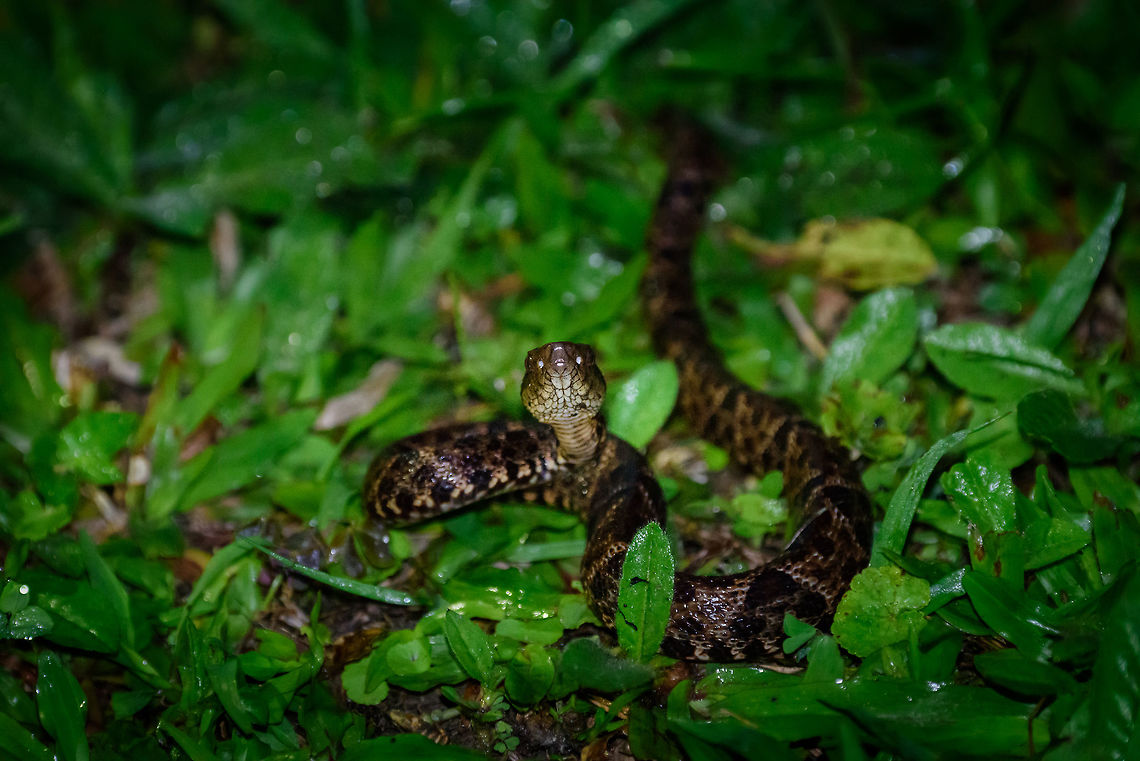 Ultimate pit viper, Tatama National Park, Colombia Here&#039;s a way to kick start a very early morning. Our guide Manuel, restless as always, was searching for reptiles in the night whilst we were asleep. He found this highly venomous pit viper and trapped it below a pan, to show it to us a few hours later. <br />
<br />
This species has a notorious reputation. It is responsible for the majority of snake bites in Colombia and surrounding countries. Fatality rates have dropped a lot in recent times, but isn&#039;t zero in Colombia. Surviving a bite can still mean very serious injury. For example, a local girl working in a restaurant we saw was bitten as a child in her foot. I&#039;ll spare you the details of how her foot looks like now. <br />
<br />
The local custom is to kill this snake on sight, which is why our guide did not tell any park ranger about it. Side view:<br />
<figure class="photo"><a href="https://www.jungledragon.com/image/56907/ultimate_pit_viper_-_side_view_tatama_national_park_colombia.html" title="Ultimate pit viper - side view, Tatama National Park, Colombia"><img src="https://s3.amazonaws.com/media.jungledragon.com/images/2/56907_thumb.jpg?AWSAccessKeyId=05GMT0V3GWVNE7GGM1R2&Expires=1759968010&Signature=AffmdKMS1Eoj%2Fhn9LBviXGsD9wg%3D" width="200" height="134" alt="Ultimate pit viper - side view, Tatama National Park, Colombia Here&#039;s a way to kick start a very early morning. Our guide Manuel, restless as always, was searching for reptiles in the night whilst we were asleep. He found this highly venomous pit viper and trapped it below a pan, to show it to us a few hours later.<br />
<br />
This species has a notorious reputation. It is responsible for the majority of snake bites in Colombia and surrounding countries. Fatality rates have dropped a lot in recent times, but isn&#039;t zero in Colombia. Surviving a bite can still mean very serious injury. For example, a local girl working in a restaurant we saw was bitten as a child in her foot. I&#039;ll spare you the details of how her foot looks like now.<br />
<br />
The local custom is to kill this snake on sight, which is why our guide did not tell any park ranger about it. Front view:<br />
https://www.jungledragon.com/image/56906/ultimate_pit_viper_tatama_national_park_colombia.html<br />
Top view:<br />
<br />
https://www.jungledragon.com/image/56908/ultimate_pit_viper_-_top_view_tatama_national_park_colombia.html Bothrops asper,Cerro Montezuma,Choco,Choc&oacute;,Colombia,Colombia Choco &amp; Pacific region,Fer-de-lance,Montezuma,South America,Tatama National Park,Tatam&aacute; National Park,World" /></a></figure><br />
Top view:<br />
<br />
<figure class="photo"><a href="https://www.jungledragon.com/image/56908/ultimate_pit_viper_-_top_view_tatama_national_park_colombia.html" title="Ultimate pit viper - top view, Tatama National Park, Colombia"><img src="https://s3.amazonaws.com/media.jungledragon.com/images/2/56908_thumb.jpg?AWSAccessKeyId=05GMT0V3GWVNE7GGM1R2&Expires=1759968010&Signature=PKyvfC62AzFEIItEJcgNpKnsH8E%3D" width="200" height="174" alt="Ultimate pit viper - top view, Tatama National Park, Colombia Here&#039;s a way to kick start a very early morning. Our guide Manuel, restless as always, was searching for reptiles in the night whilst we were asleep. He found this highly venomous pit viper and trapped it below a pan, to show it to us a few hours later.<br />
<br />
This species has a notorious reputation. It is responsible for the majority of snake bites in Colombia and surrounding countries. Fatality rates have dropped a lot in recent times, but isn&#039;t zero in Colombia. Surviving a bite can still mean very serious injury. For example, a local girl working in a restaurant we saw was bitten as a child in her foot. I&#039;ll spare you the details of how her foot looks like now.<br />
<br />
The local custom is to kill this snake on sight, which is why our guide did not tell any park ranger about it. Front view:<br />
https://www.jungledragon.com/image/56906/ultimate_pit_viper_tatama_national_park_colombia.html<br />
Side view:<br />
<br />
https://www.jungledragon.com/image/56907/ultimate_pit_viper_-_side_view_tatama_national_park_colombia.html Bothrops asper,Cerro Montezuma,Choco,Choc&oacute;,Colombia,Colombia Choco &amp; Pacific region,Fer-de-lance,Montezuma,South America,Tatama National Park,Tatam&aacute; National Park,World" /></a></figure> Bothrops asper,Cerro Montezuma,Choco,Chocó,Colombia,Colombia Choco & Pacific region,Montezuma,South America,Tatama National Park,Tatamá National Park,World